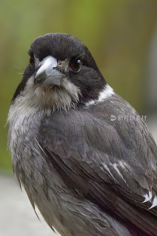 灰伯劳鸟(Cracticus torquatus)